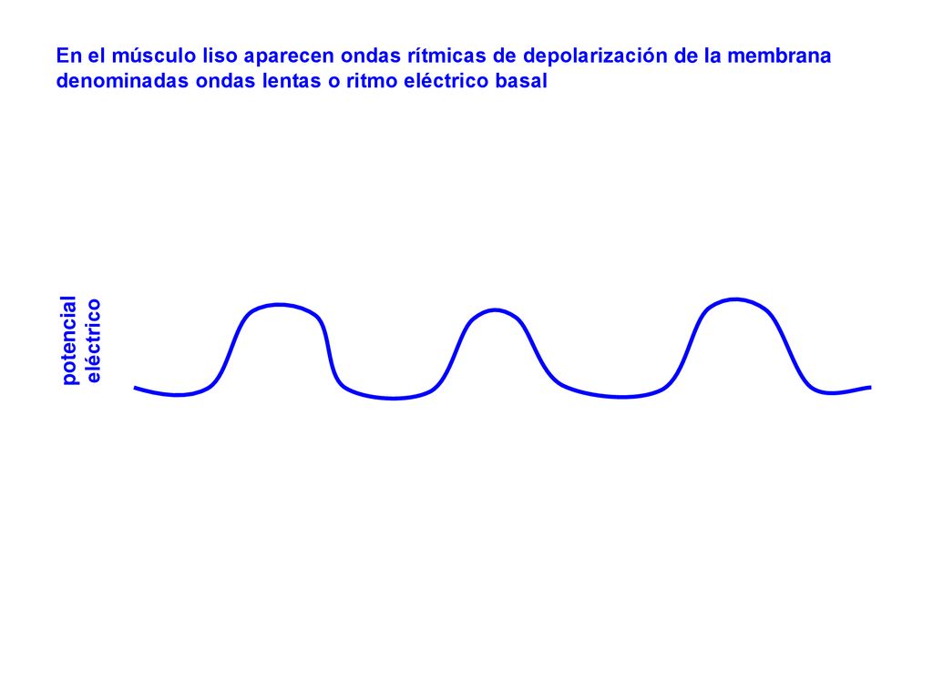 En el músculo liso aparecen ondas rítmicas de depolarización de la membrana denominadas ondas lentas o ritmo eléctrico basal