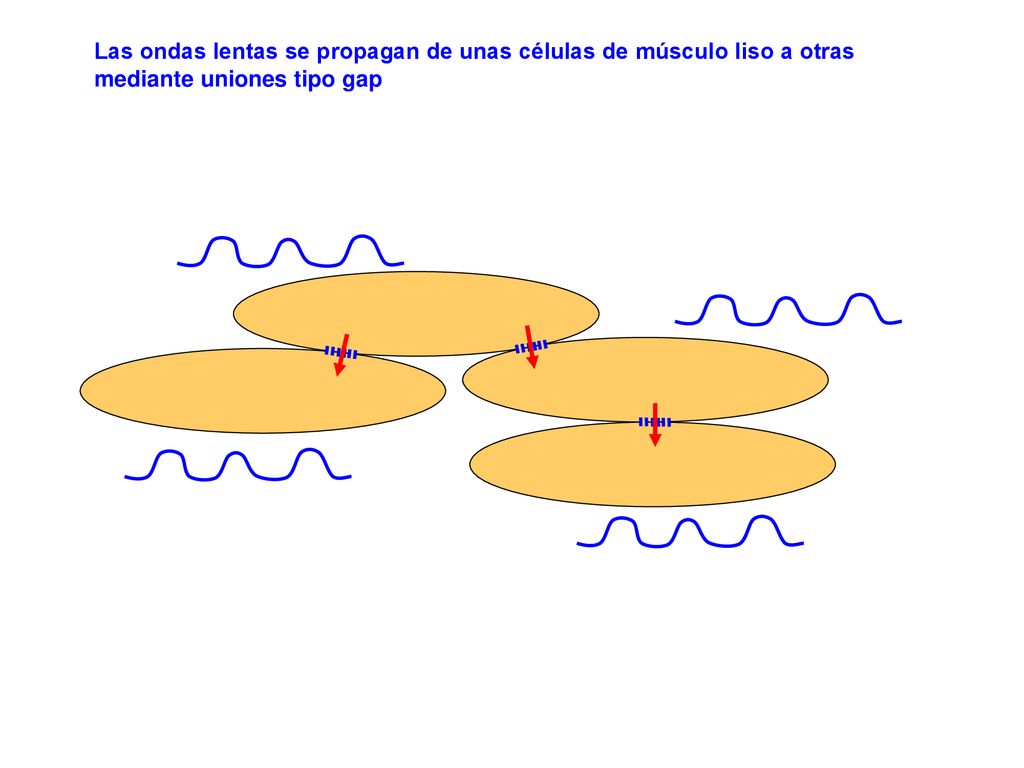 Las ondas lentas se propagan de unas células de músculo liso a otras mediante uniones tipo gap