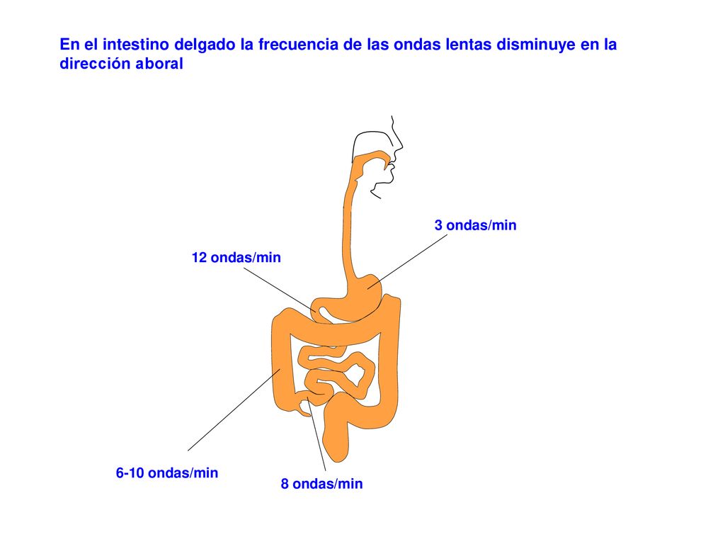 En el intestino delgado la frecuencia de las ondas lentas disminuye en la dirección aboral