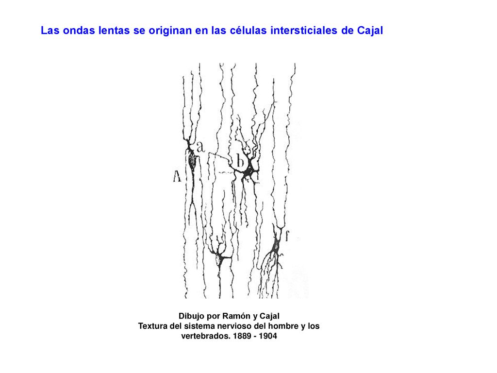 Las ondas lentas se originan en las células intersticiales de Cajal