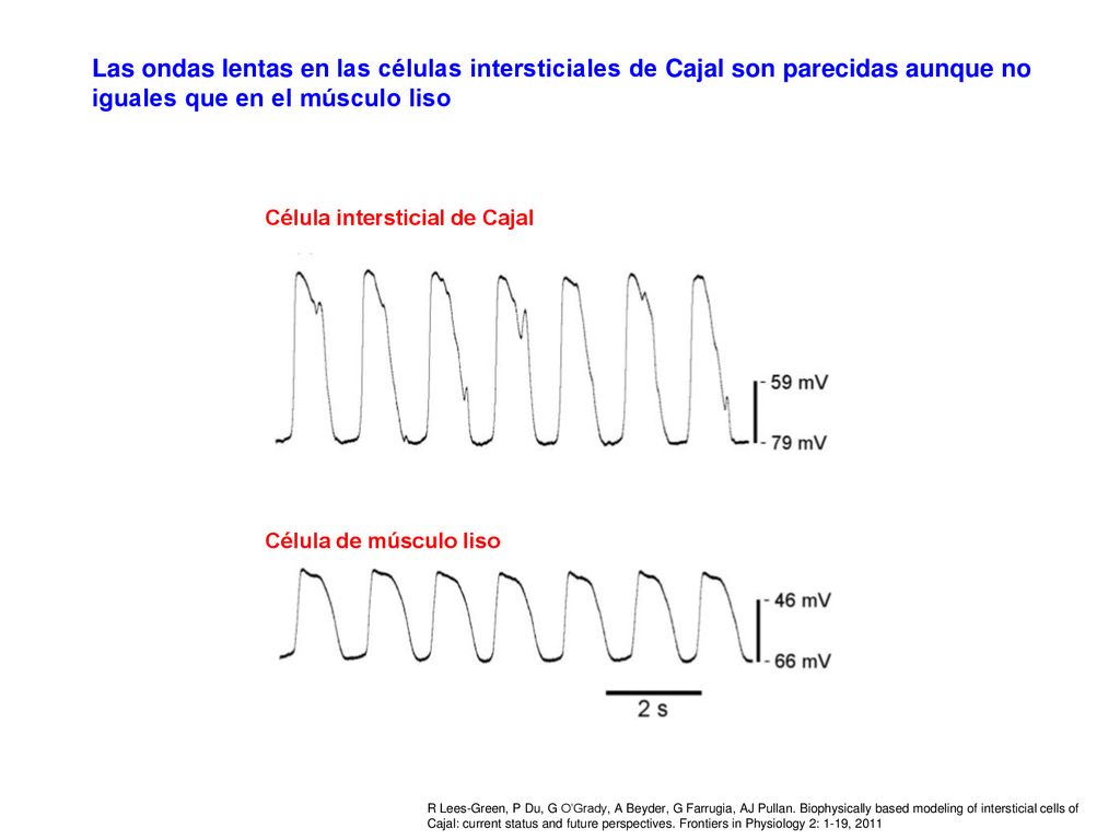 Las ondas lentas en las células intersticiales de Cajal son parecidas aunque no iguales que en el músculo liso