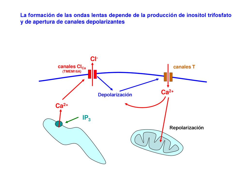 La formación de las ondas lentas depende de la producción de inositol trifosfato y de apertura de canales depolarizantes