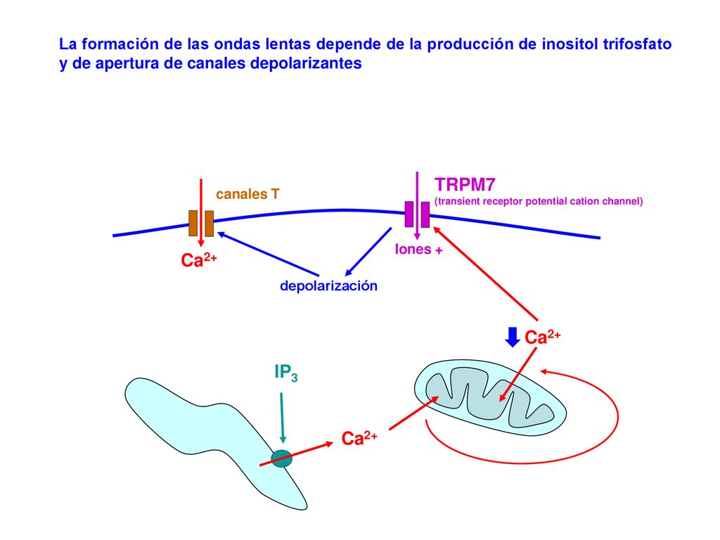 La formación de las ondas lentas depende de la producción de inositol trifosfato y de apertura de canales depolarizantes