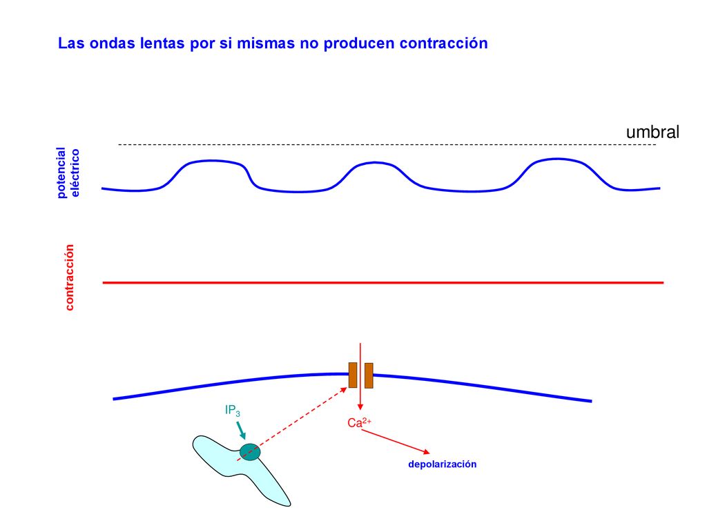 umbral Las ondas lentas por si mismas no producen contracción