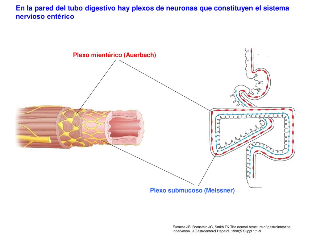 En la pared del tubo digestivo hay plexos de neuronas que constituyen el sistema nervioso entérico