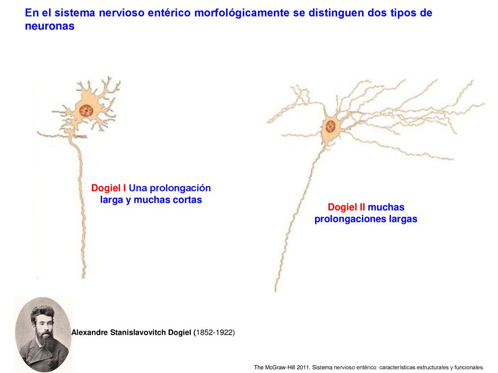 En el sistema nervioso entérico morfológicamente se distinguen dos tipos de neuronas