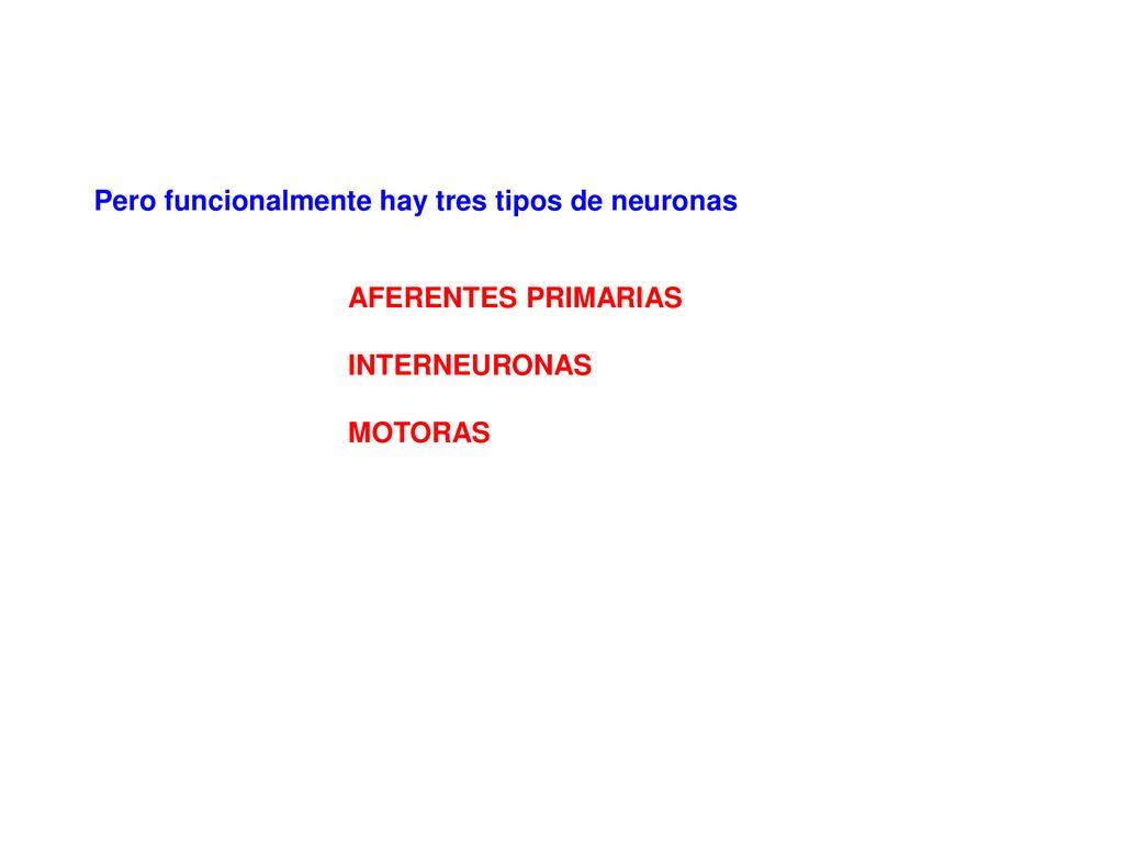 Pero funcionalmente hay tres tipos de neuronas