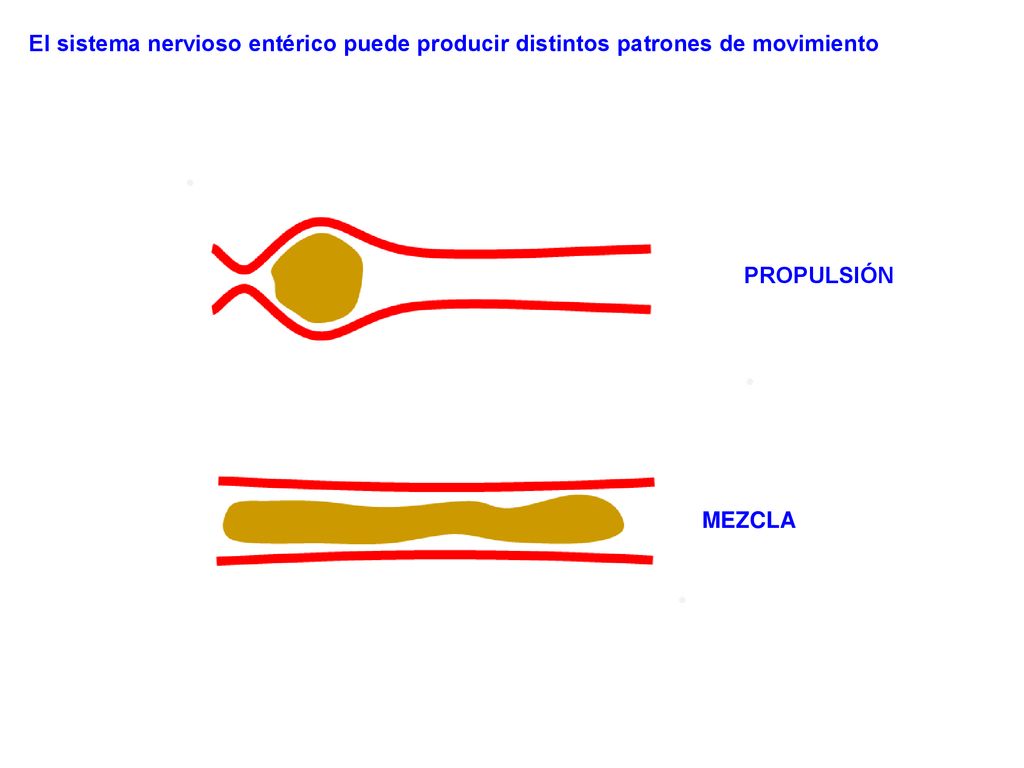 El sistema nervioso entérico puede producir distintos patrones de movimiento
