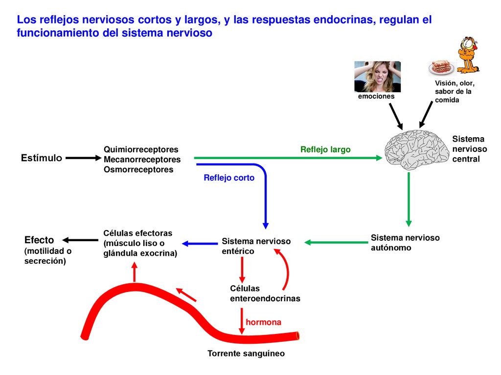 Los reflejos nerviosos cortos y largos, y las respuestas endocrinas, regulan el funcionamiento del sistema nervioso