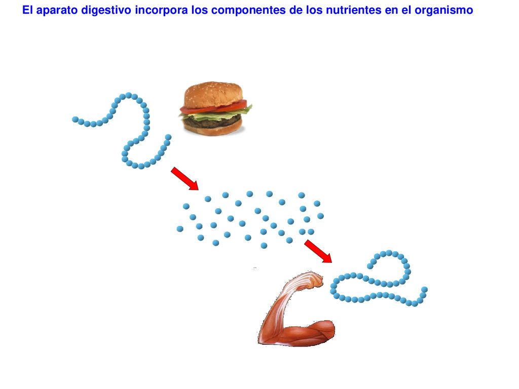 El aparato digestivo incorpora los componentes de los nutrientes en el organismo