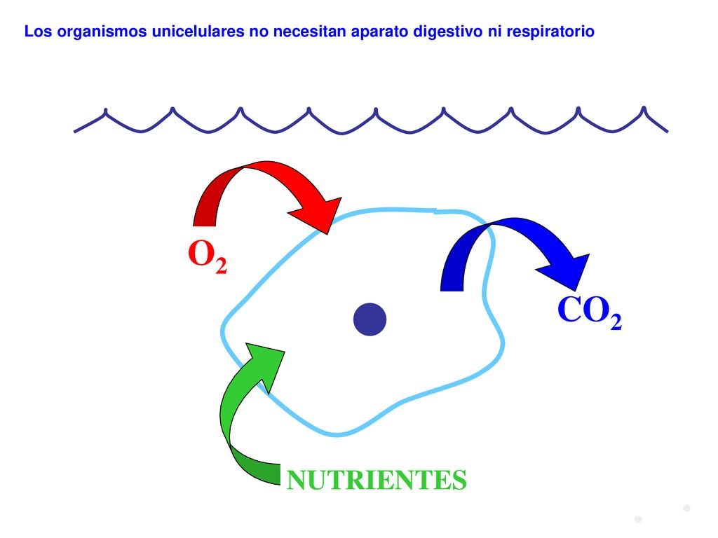 Los organismos unicelulares no necesitan aparato digestivo ni respiratorio