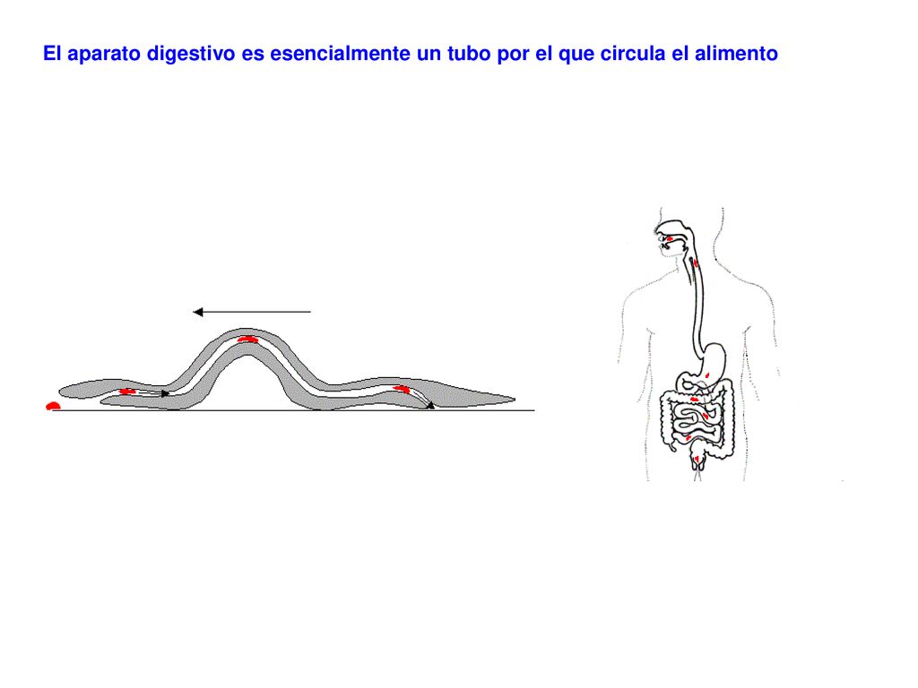 El aparato digestivo es esencialmente un tubo por el que circula el alimento