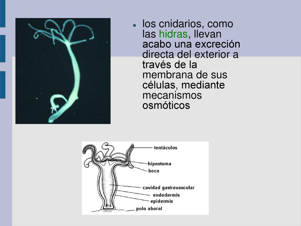 los cnidarios, como las hidras, llevan acabo una excreción directa del exterior a través de la membrana de sus células, mediante mecanismos osmóticos