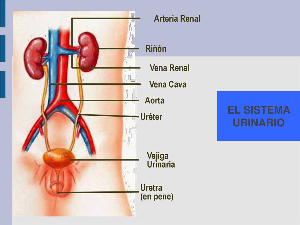 EL SISTEMA URINARIO Arteria Renal Riñón Vena Renal Vena Cava Aorta
