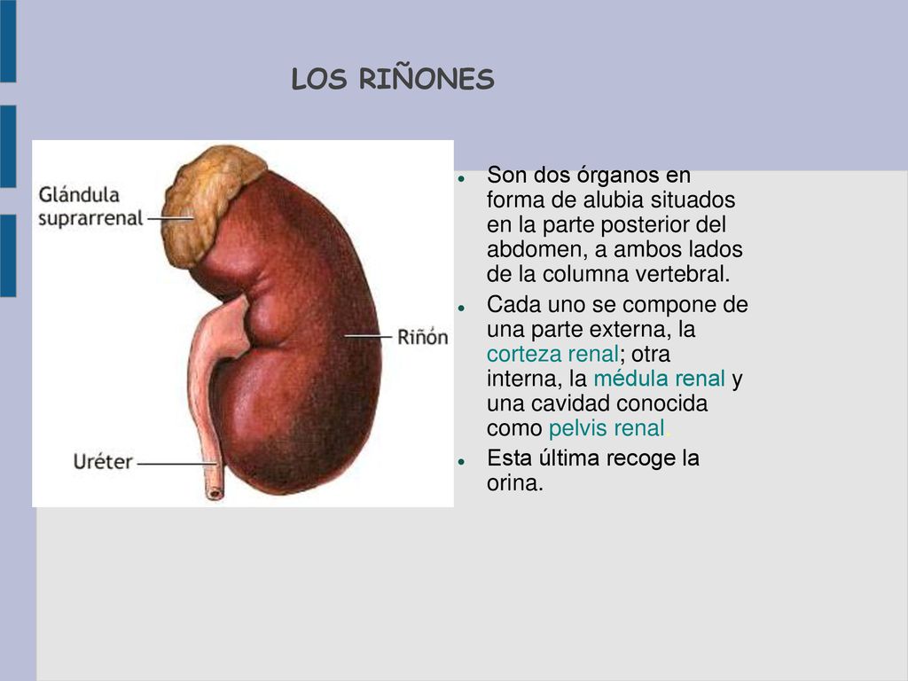 LOS RIÑONES Son dos órganos en forma de alubia situados en la parte posterior del abdomen, a ambos lados de la columna vertebral.