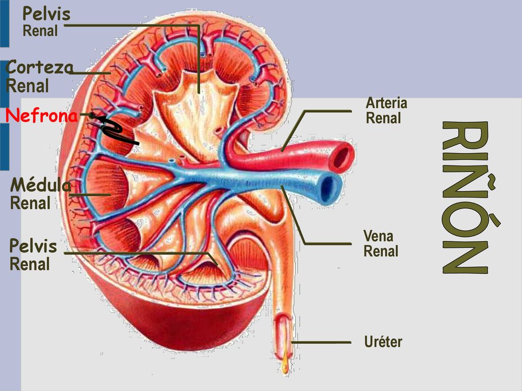 RIÑÓN Renal Pelvis Corteza Nefrona Médula Renal Pelvis Renal Renal