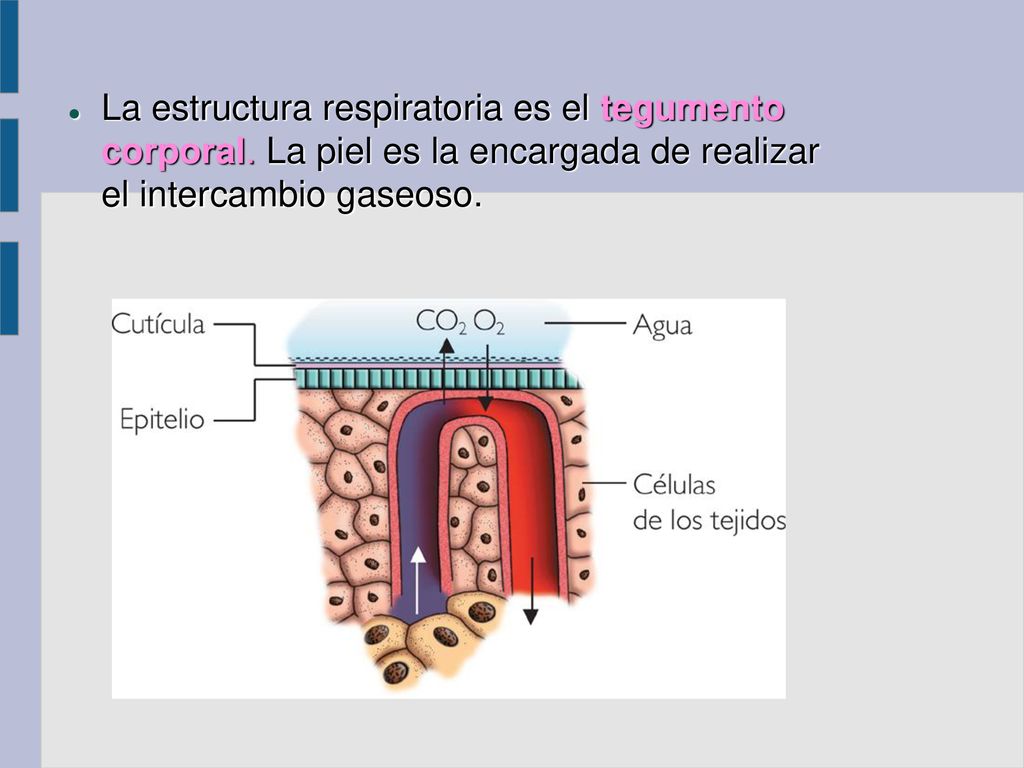 La estructura respiratoria es el tegumento corporal