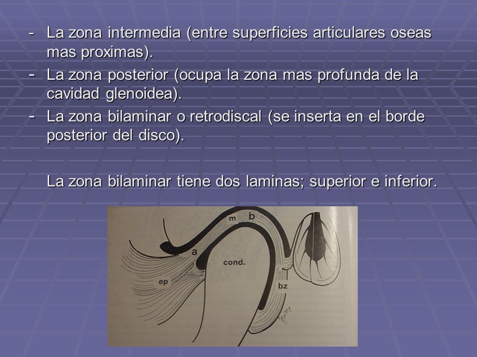 - La zona intermedia (entre superficies articulares oseas mas proximas).