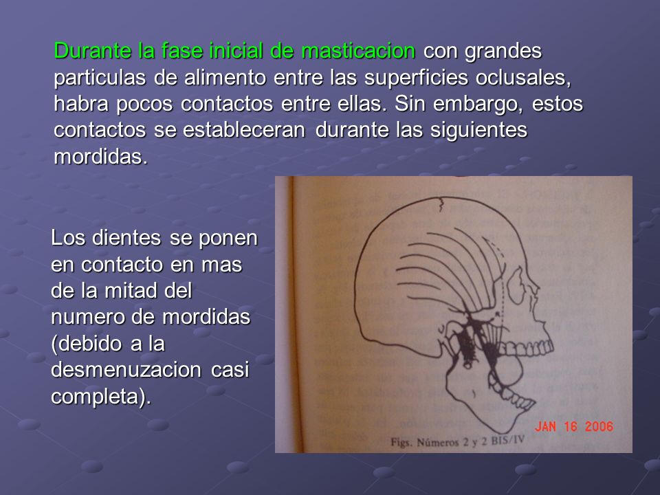 Durante la fase inicial de masticacion con grandes particulas de alimento entre las superficies oclusales, habra pocos contactos entre ellas. Sin embargo, estos contactos se estableceran durante las siguientes mordidas.