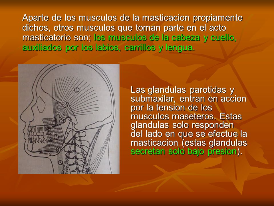 Aparte de los musculos de la masticacion propiamente dichos, otros musculos que toman parte en el acto masticatorio son; los musculos de la cabeza y cuello, auxiliados por los labios, carrillos y lengua.