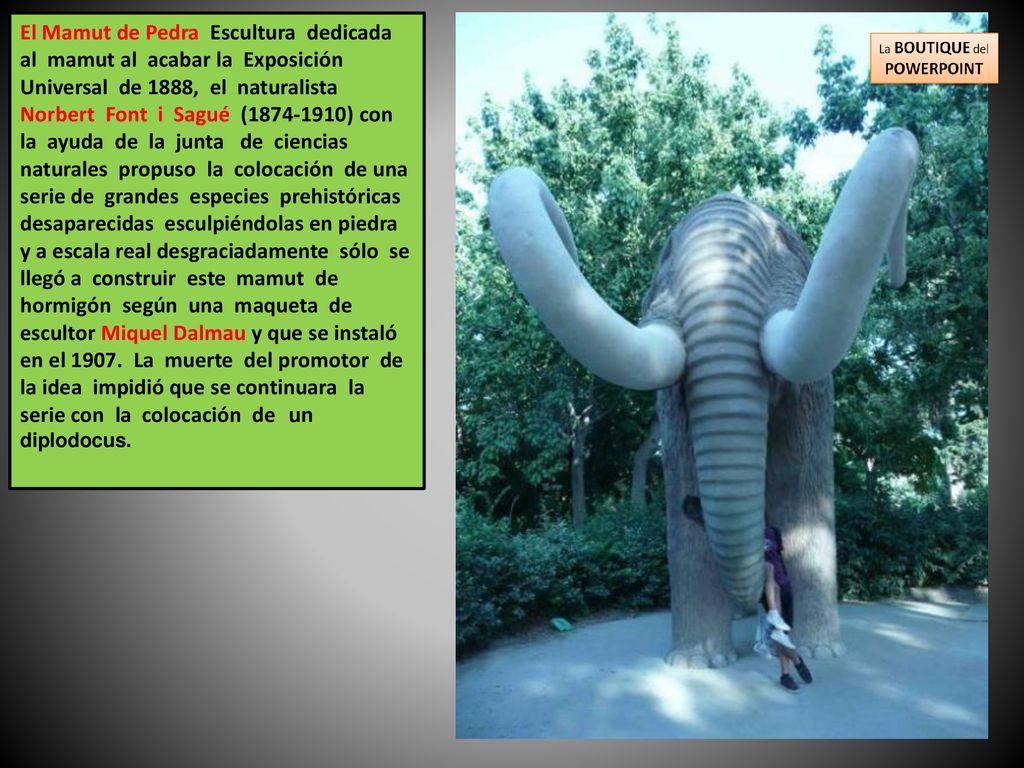 El Mamut de Pedra Escultura dedicada al mamut al acabar la Exposición Universal de 1888, el naturalista Norbert Font i Sagué ( ) con la ayuda de la junta de ciencias naturales propuso la colocación de una serie de grandes especies prehistóricas desaparecidas esculpiéndolas en piedra y a escala real desgraciadamente sólo se llegó a construir este mamut de hormigón según una maqueta de escultor Miquel Dalmau y que se instaló en el 1907.
