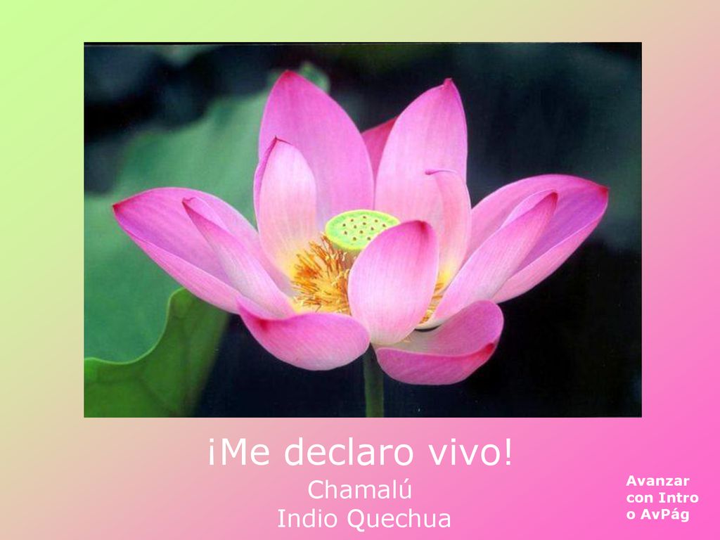 ¡Me declaro vivo! Chamalú Indio Quechua Avanzar con Intro o AvPág