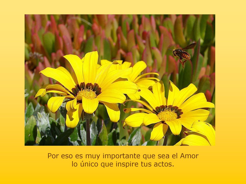 Por eso es muy importante que sea el Amor lo único que inspire tus actos.