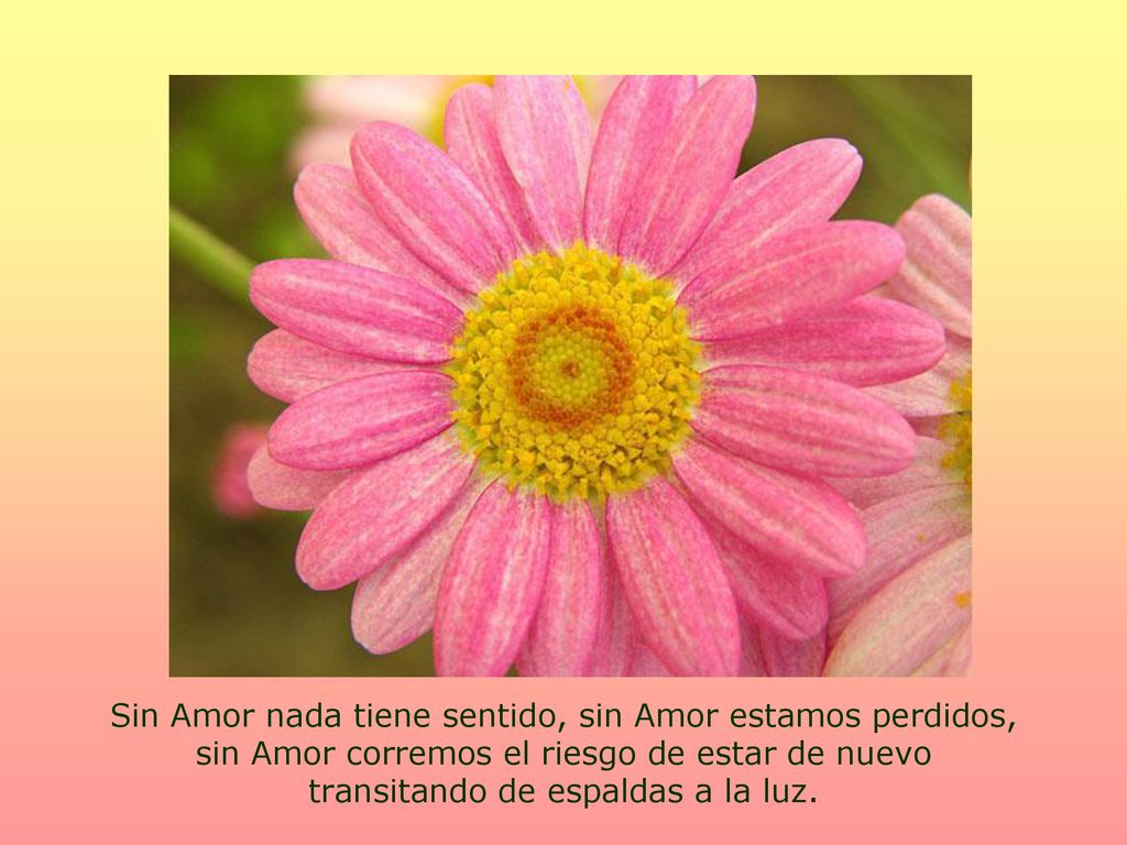 Sin Amor nada tiene sentido, sin Amor estamos perdidos, sin Amor corremos el riesgo de estar de nuevo transitando de espaldas a la luz.