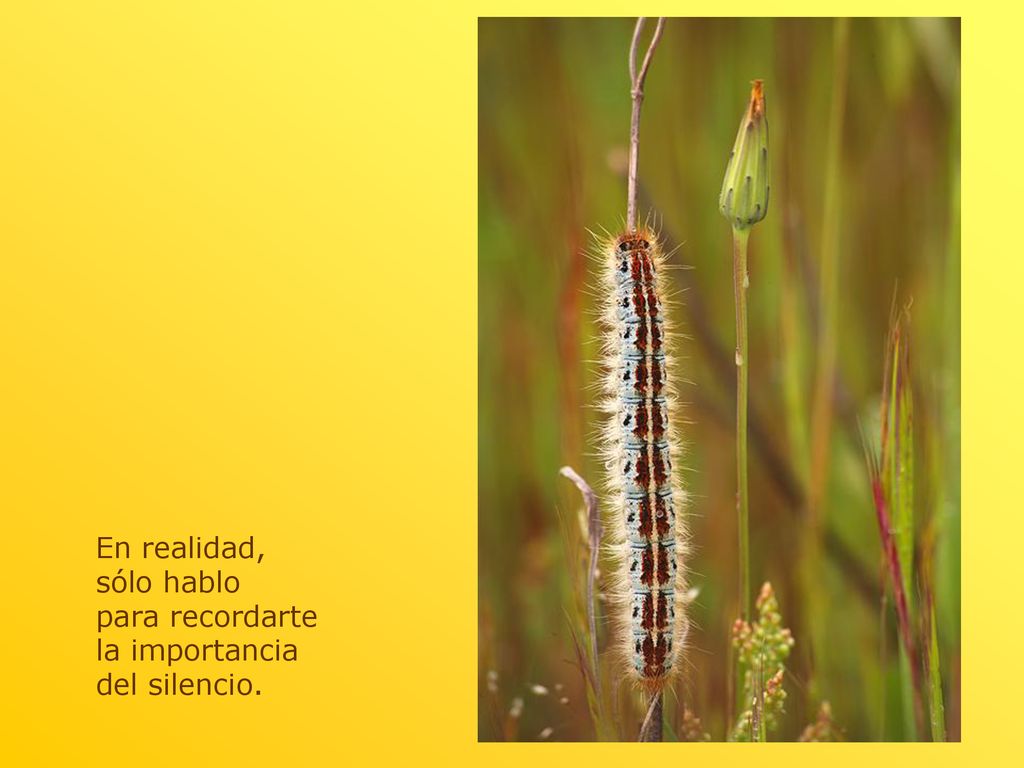 En realidad, sólo hablo para recordarte la importancia del silencio.