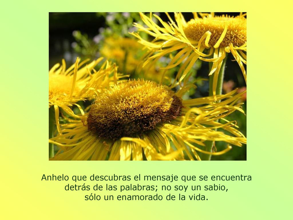 Anhelo que descubras el mensaje que se encuentra detrás de las palabras; no soy un sabio, sólo un enamorado de la vida.