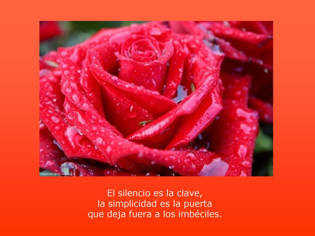 El silencio es la clave, la simplicidad es la puerta que deja fuera a los imbéciles.