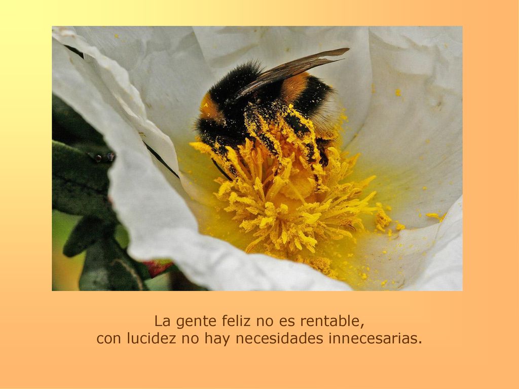 La gente feliz no es rentable, con lucidez no hay necesidades innecesarias.