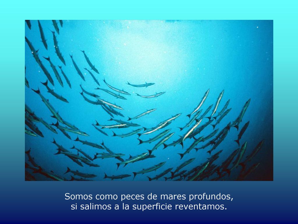 Somos como peces de mares profundos, si salimos a la superficie reventamos.