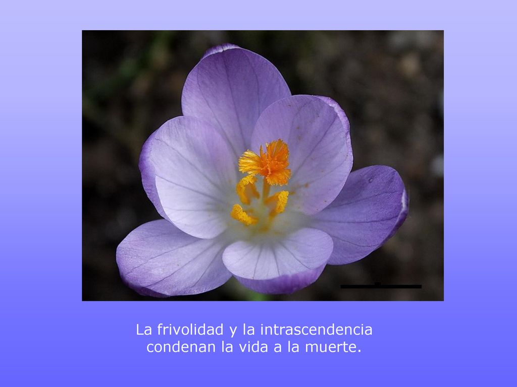 La frivolidad y la intrascendencia condenan la vida a la muerte.