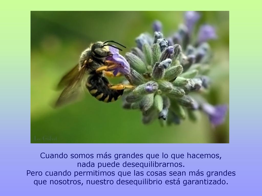 Cuando somos más grandes que lo que hacemos, nada puede desequilibrarnos.