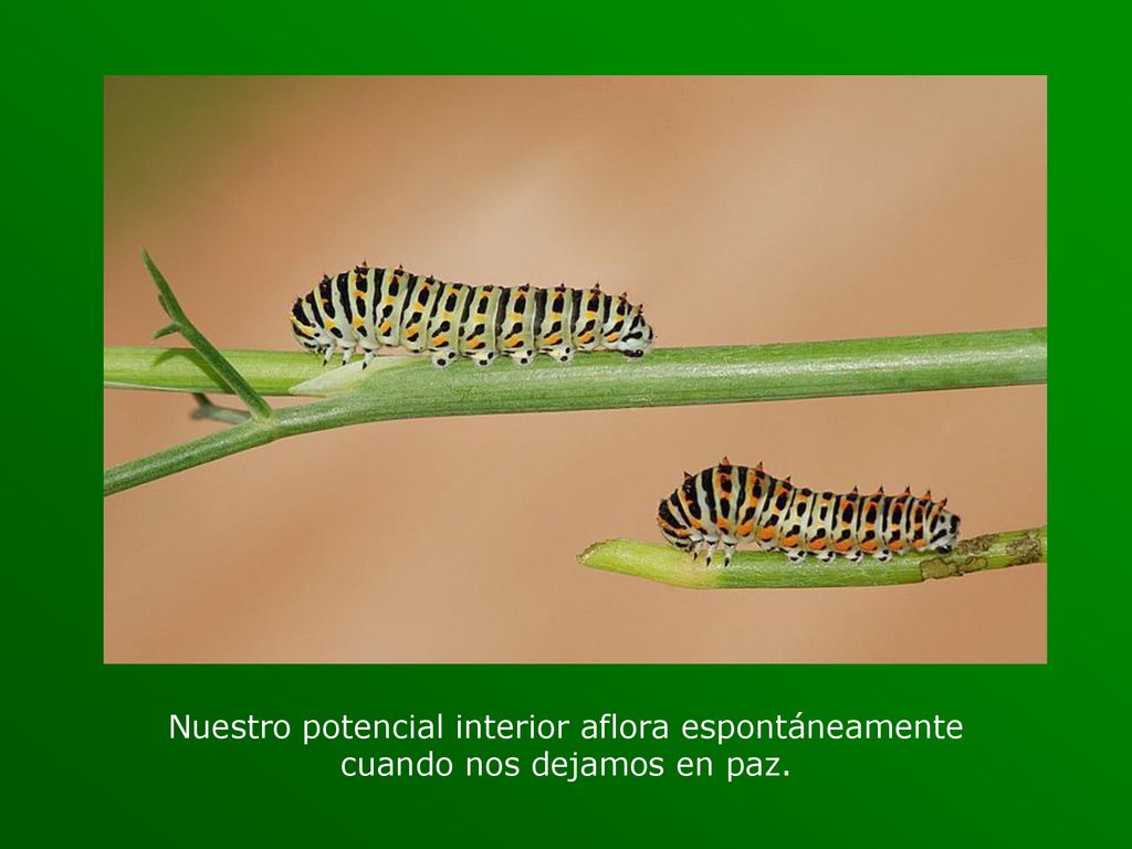 Nuestro potencial interior aflora espontáneamente cuando nos dejamos en paz.
