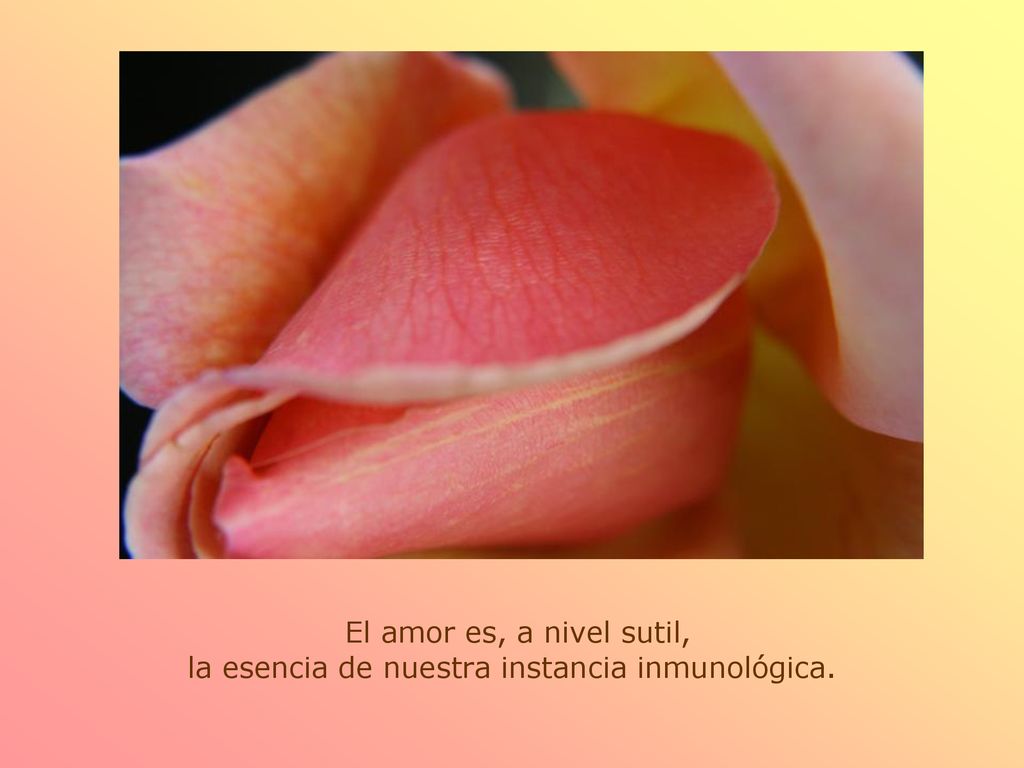 El amor es, a nivel sutil, la esencia de nuestra instancia inmunológica.