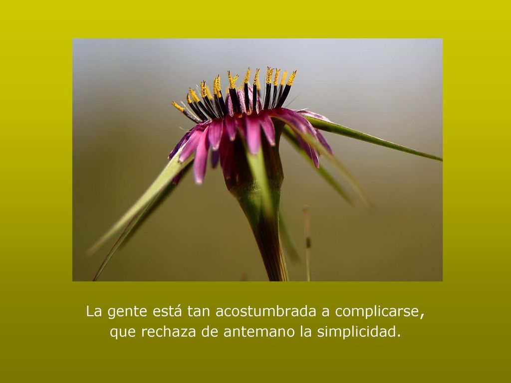 La gente está tan acostumbrada a complicarse, que rechaza de antemano la simplicidad.