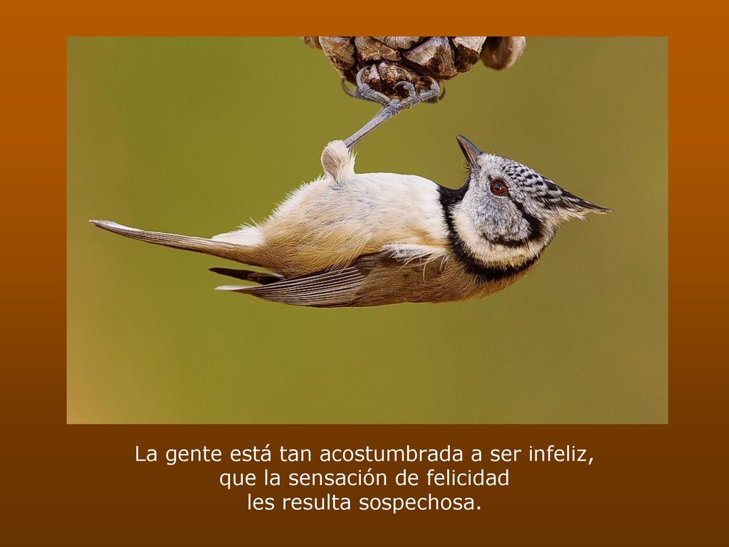 La gente está tan acostumbrada a ser infeliz, que la sensación de felicidad les resulta sospechosa.