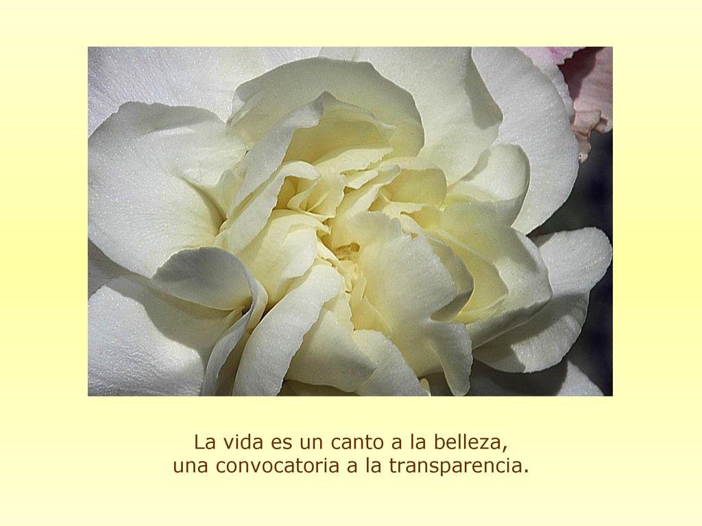 La vida es un canto a la belleza, una convocatoria a la transparencia.