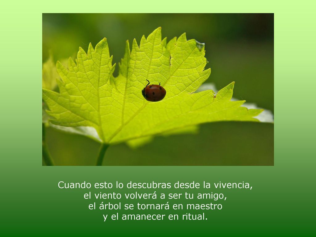 Cuando esto lo descubras desde la vivencia, el viento volverá a ser tu amigo, el árbol se tornará en maestro y el amanecer en ritual.