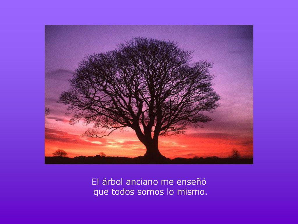 El árbol anciano me enseñó que todos somos lo mismo.