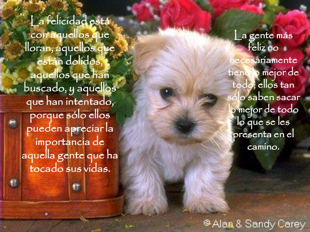 La felicidad está con aquellos que lloran, aquellos que están dolidos, aquellos que han buscado, y aquellos que han intentado, porque sólo ellos pueden apreciar la importancia de aquella gente que ha tocado sus vidas.