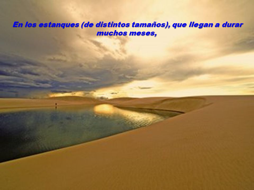 En los estanques (de distintos tamaños), que llegan a durar muchos meses,