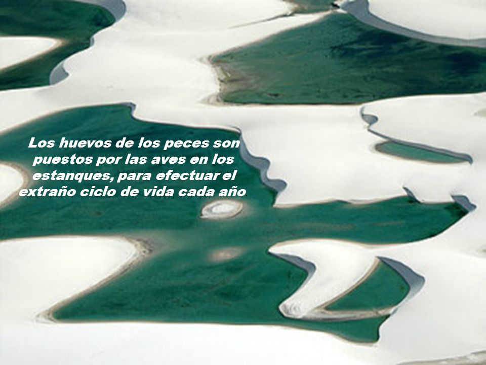 Los huevos de los peces son puestos por las aves en los estanques, para efectuar el extraño ciclo de vida cada año.