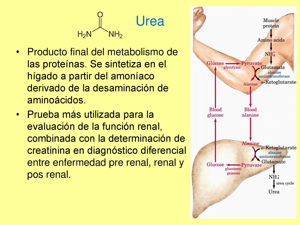 Urea Producto final del metabolismo de las proteínas. Se sintetiza en el hígado a partir del amoníaco derivado de la desaminación de aminoácidos.