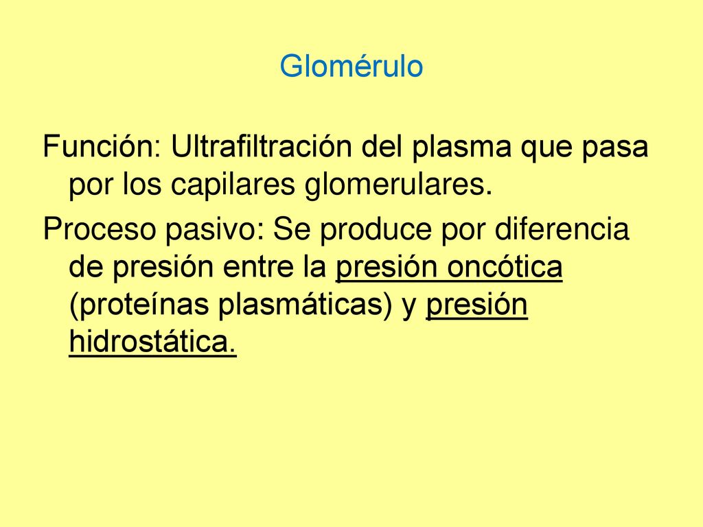 Glomérulo Función: Ultrafiltración del plasma que pasa por los capilares glomerulares.