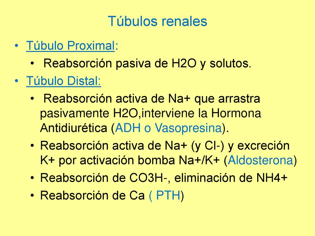 Túbulos renales Túbulo Proximal: Reabsorción pasiva de H2O y solutos.