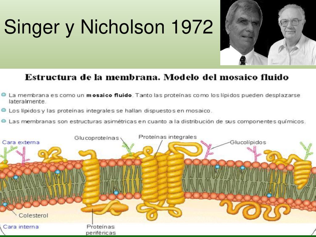 Membrana Plasmática. - ppt descargar