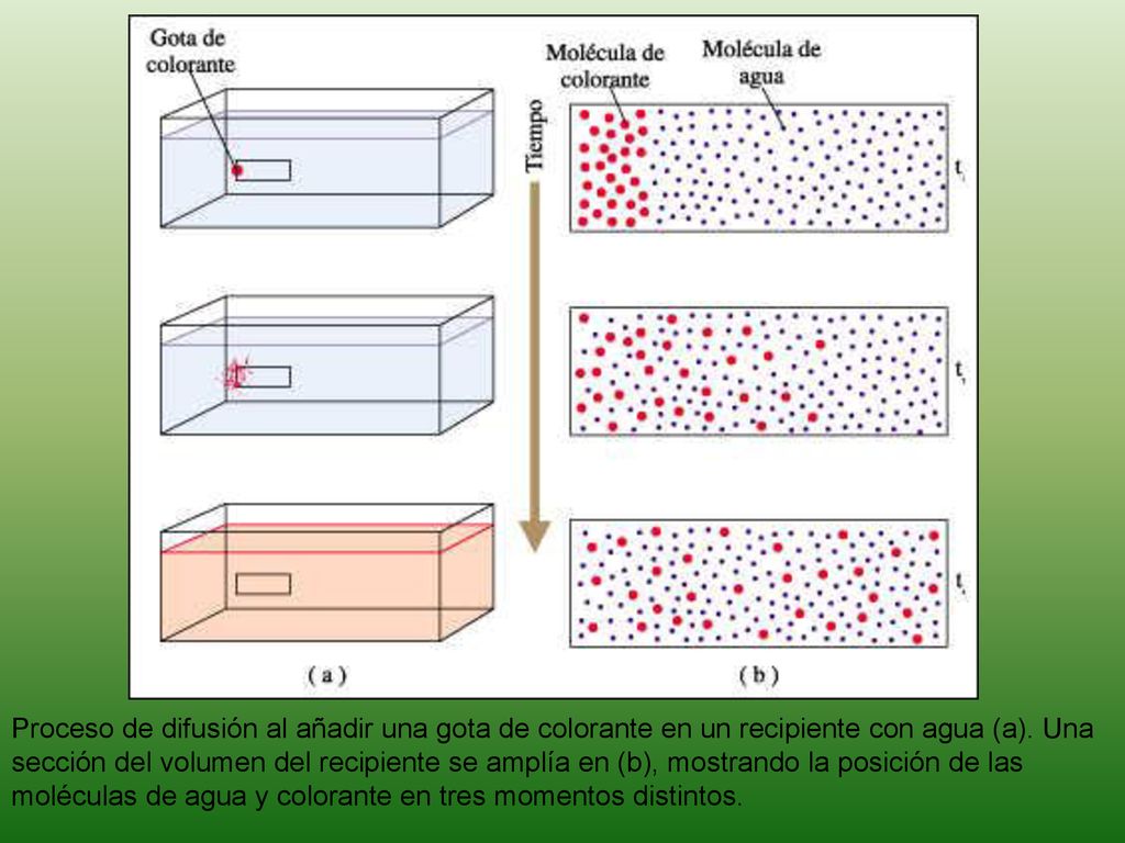 Proceso de difusión al añadir una gota de colorante en un recipiente con agua (a).